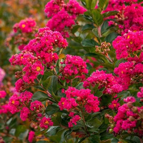 The Dawn Witchcraft Crape Myrtle: A Magnet for Birds and Pollinators